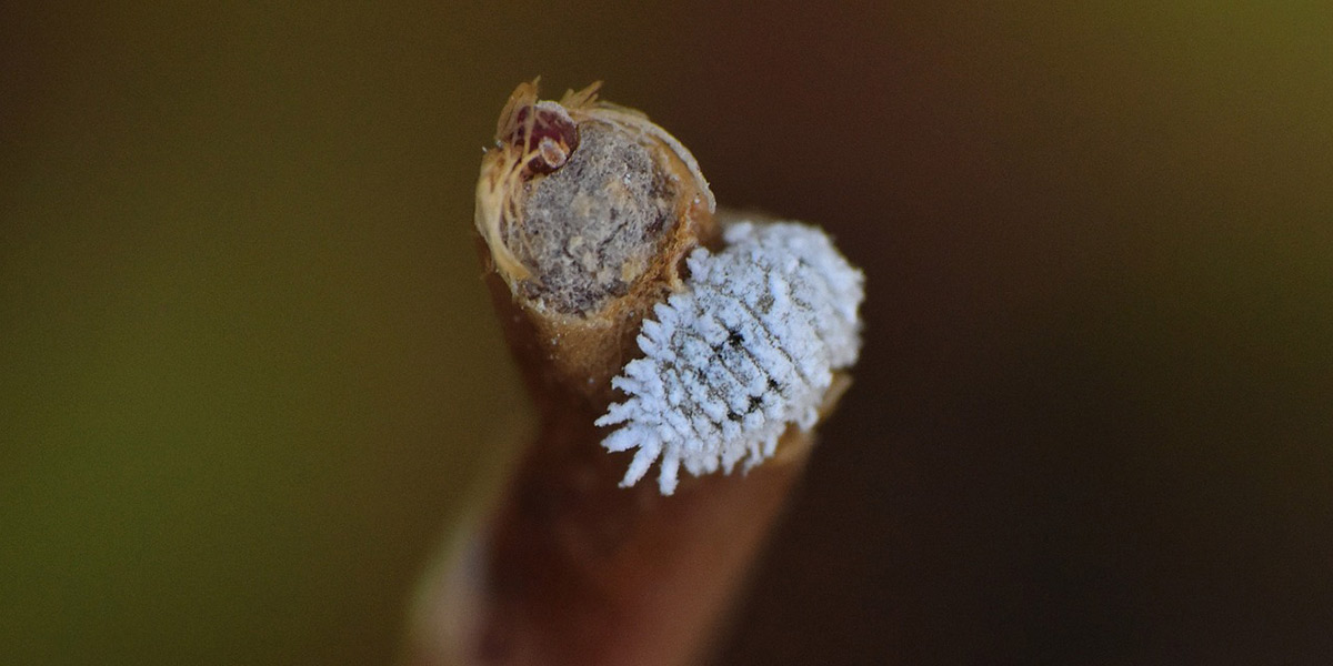 Cocciniglia su vite: il biocontrollo vince sulla chimica di sintesi